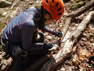 キクラゲ採集中