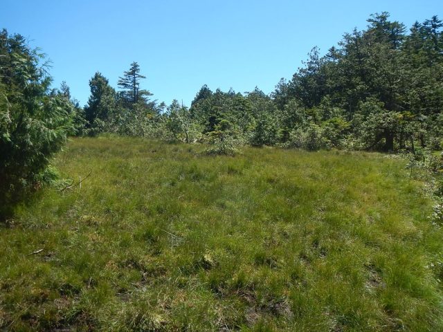 越ノ沢源頭の小湿原