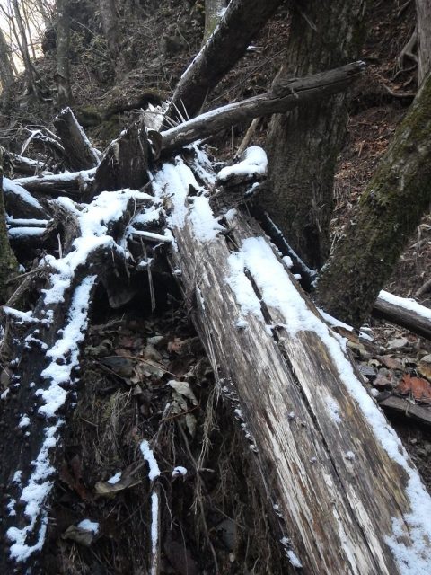 倒木に雪の名残が