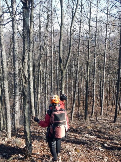 シロイハタへ向けて降る