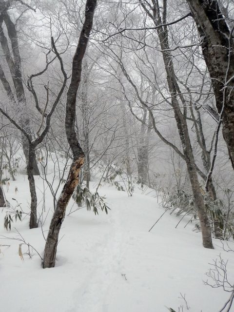 藪っぽい尾根を黙々と登る