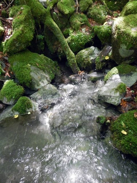 源頭部で見つけた湧水