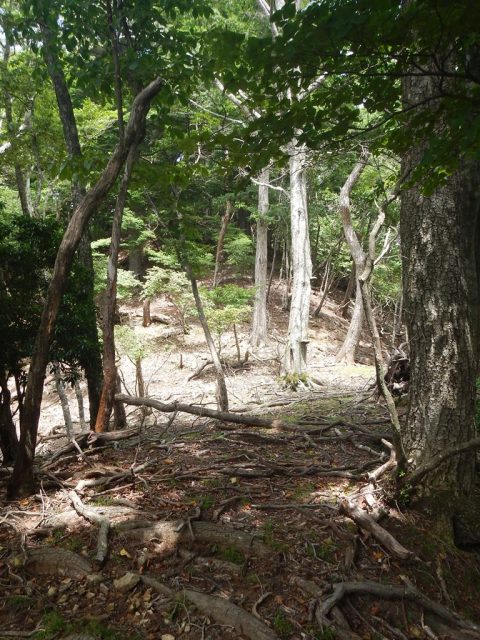 タキ沢からタナ沢へ乗っ越す鞍部