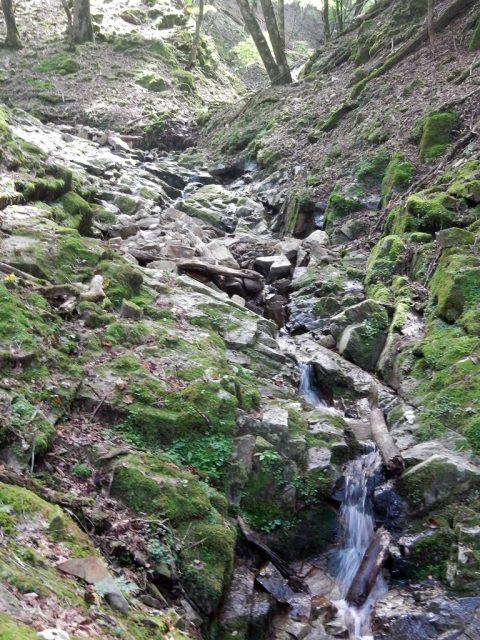 タナ沢上部の様子