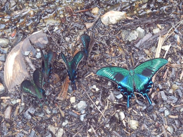 林道にはカラスアゲハが....