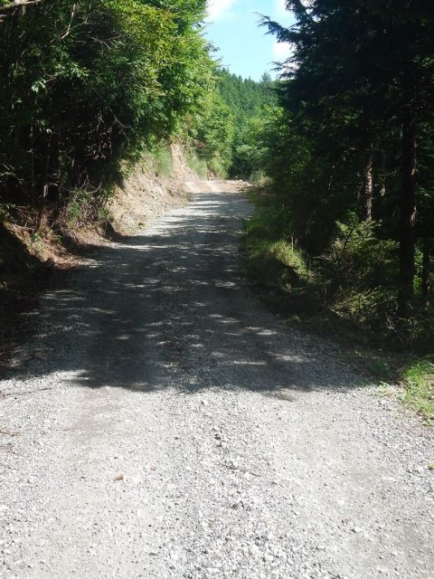 奈良倉山から佐野峠へ向かう林道