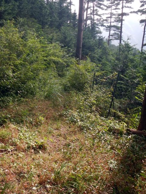 西原峠から下る道