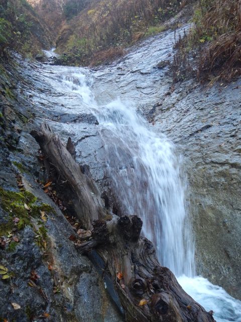 倒木沿いに登る