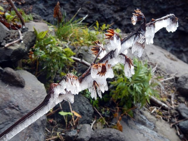 秋もすっかり深まり、枝も凍り付いていた