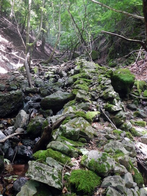 松尾沢(檜尾沢)上流部に残る山葵田跡