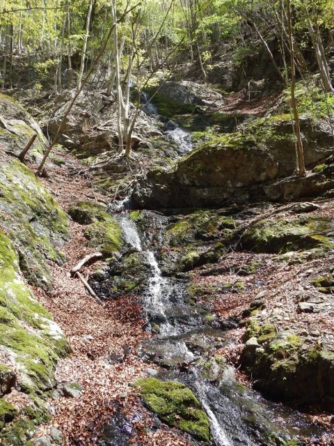 枝沢の多段滝