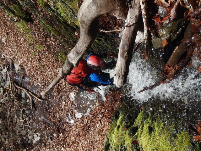 上部は倒木をくぐって突破