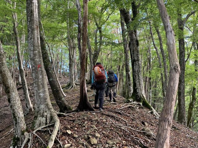 林道へは、尾根伝いにショートカットする