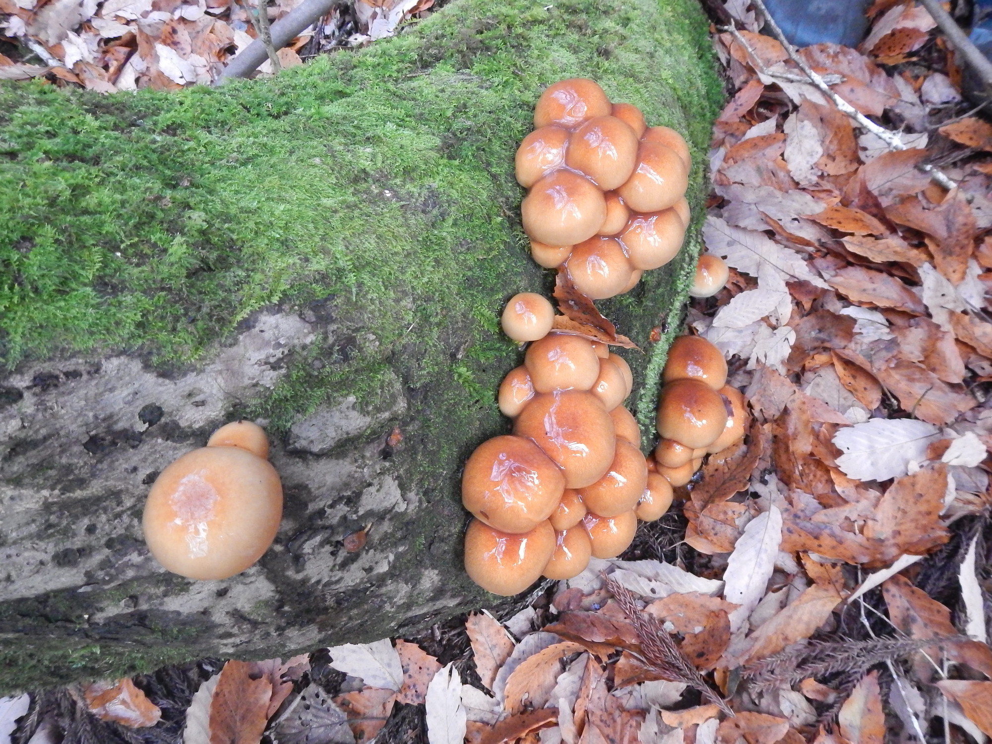 きのこ採り2021秋