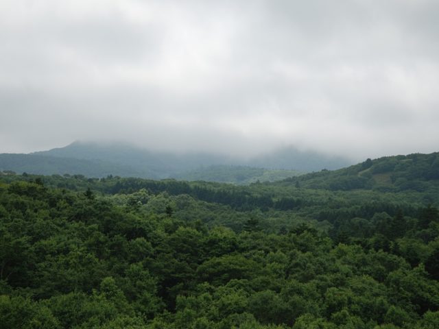 頂上一帯が霧に包まれた礼文岳