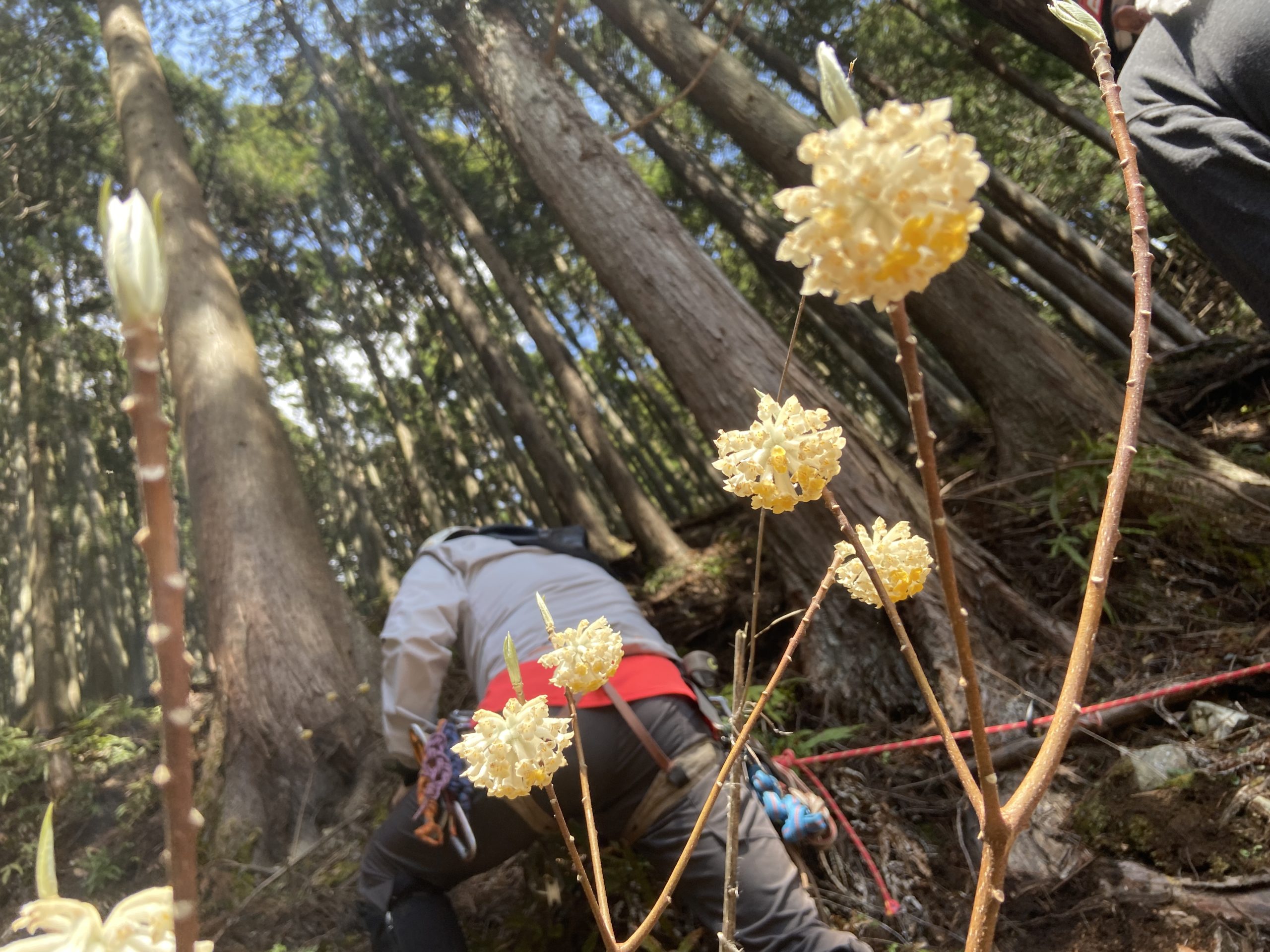 春のレスキュー訓練 B班（丹沢細川橋）