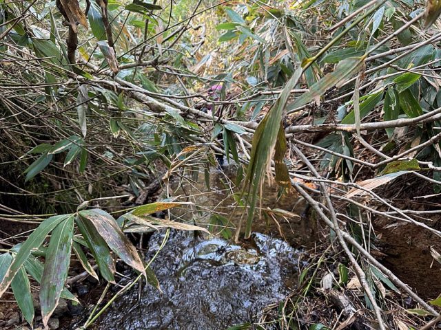 笹の覆いかぶさる流れが続く