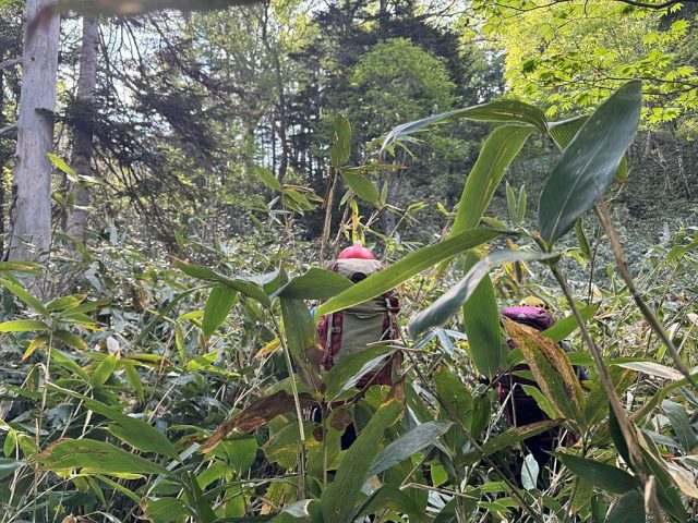 笹薮を漕いで進む