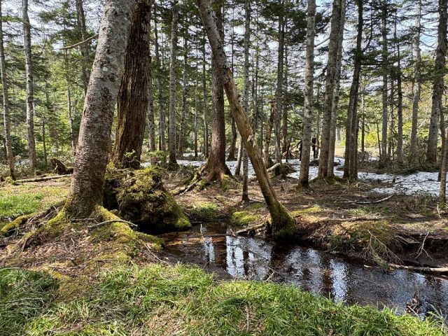 山犬田代手前の樹林帯