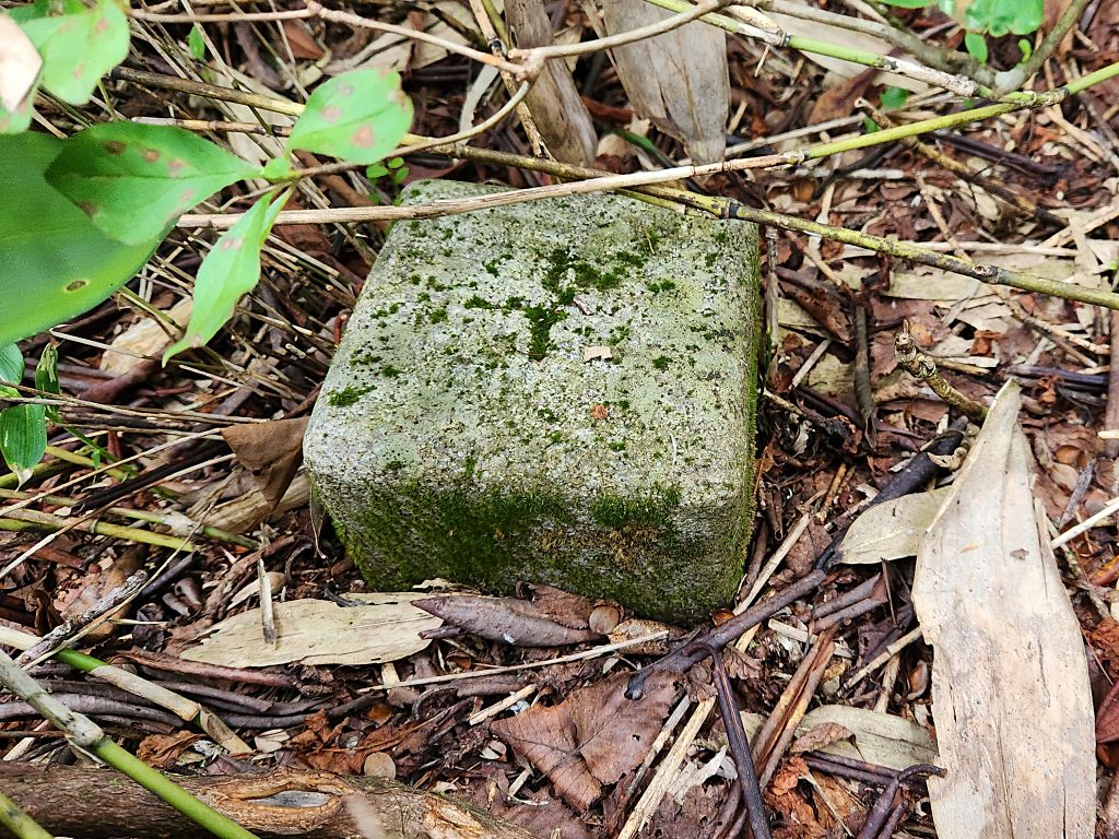 枯木山山頂の三角点