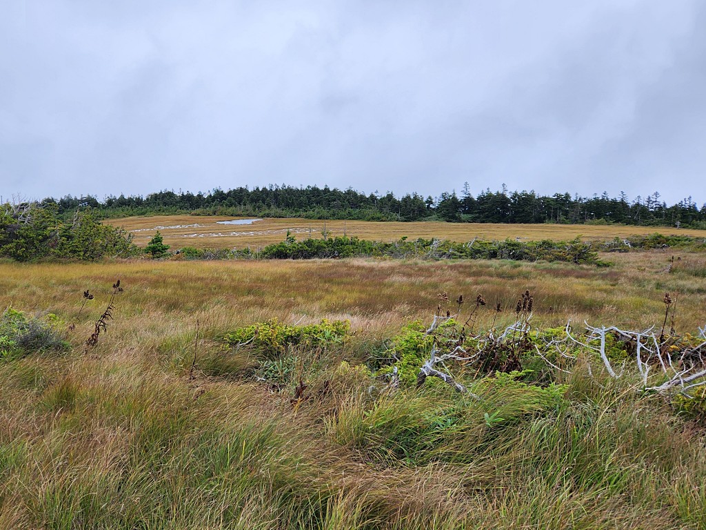 広々とした田代山山頂台地