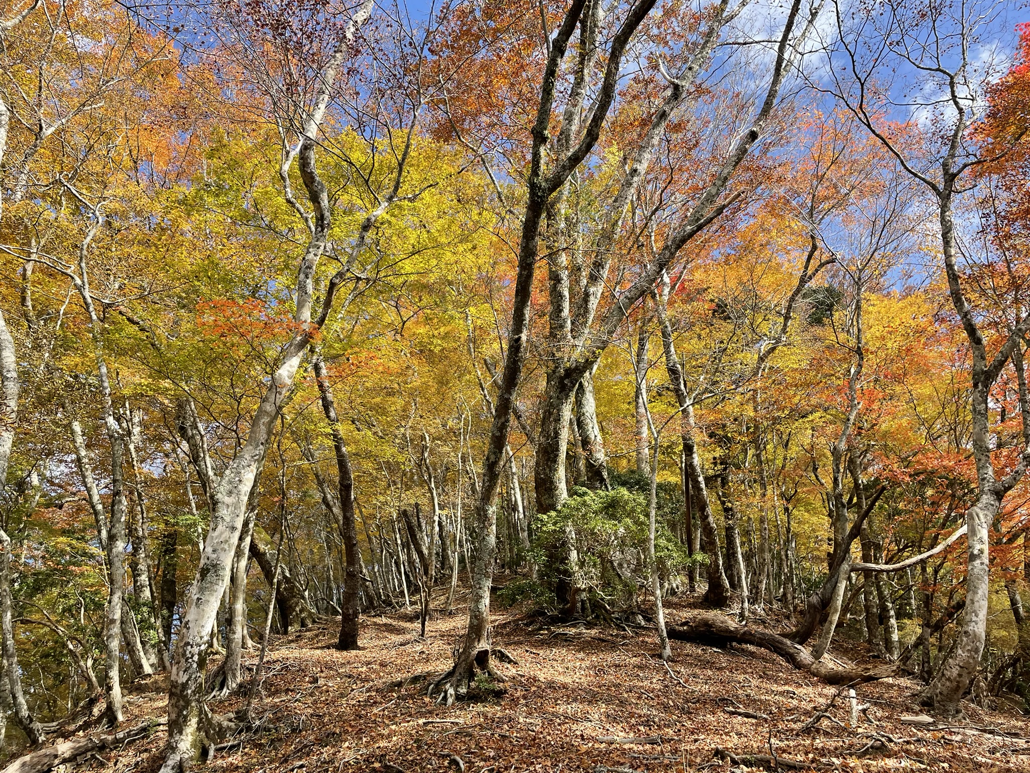 同角尾根～同角ノ頭～石棚山稜｜速報