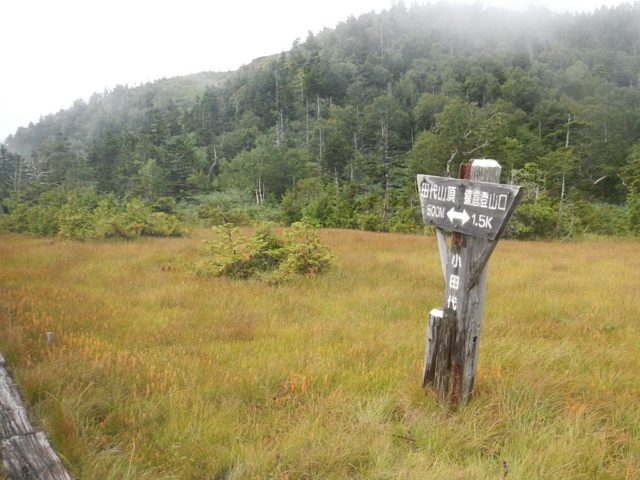 中段にある湿原、小田代の様子