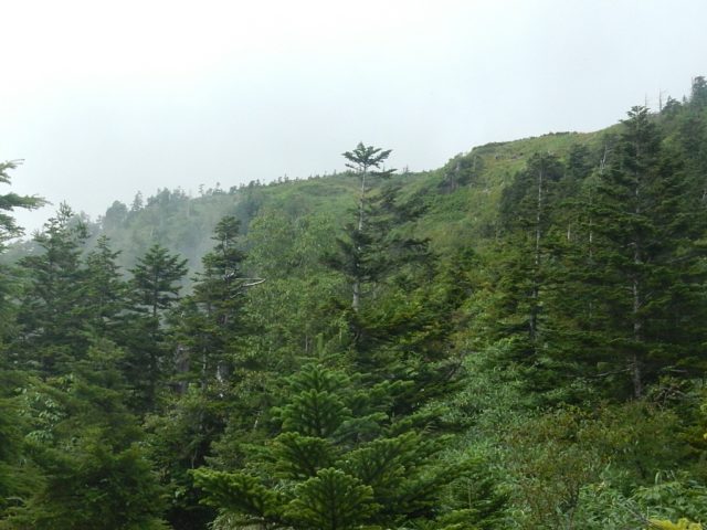 小田代から見上げる田代山山頂台地