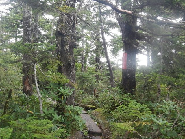 弘法大師堂付近の針葉樹林