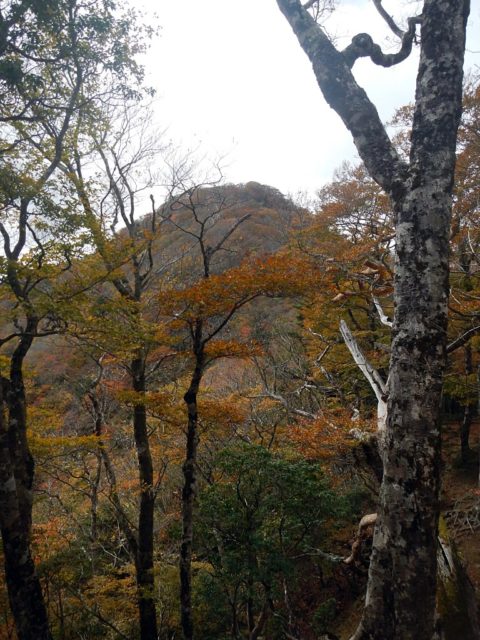 畦ヶ丸のピークを望む