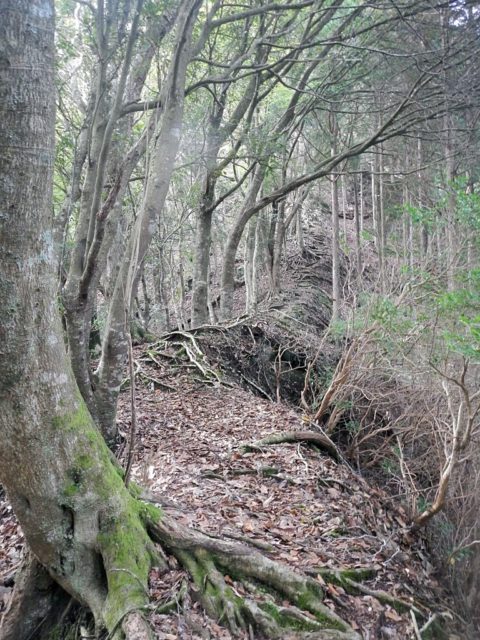 根の張り出した登山道