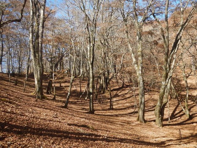 うっすらと分かる踏み跡をたどる