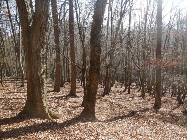 稜線の登山道は初冬の佇まい