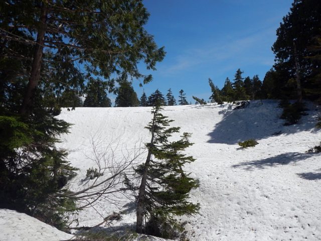 東ノ田代から樹林帯の降り