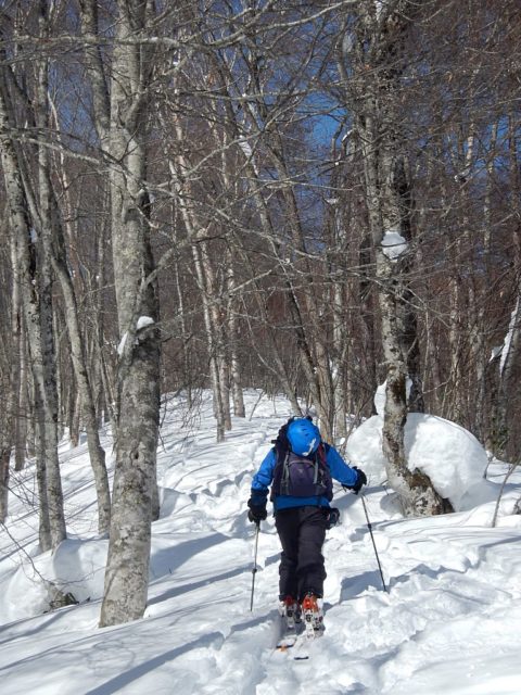 樹林の尾根の登高