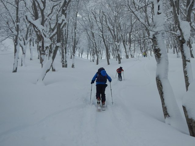 稜線直下の美しいブナ林