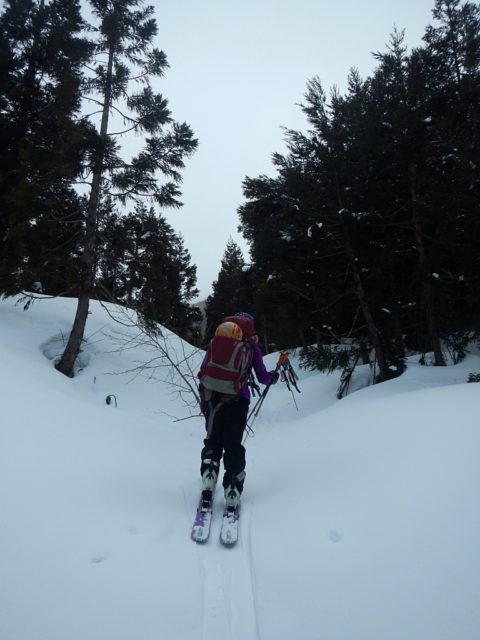 左岸下部の植林帯
